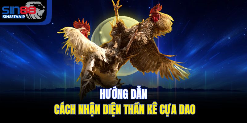 Hướng dẫn cách nhận diện thần kê cựa dao