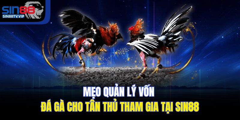 Mẹo quản lý vốn đá gà cho tân thủ tham gia tại Sin88